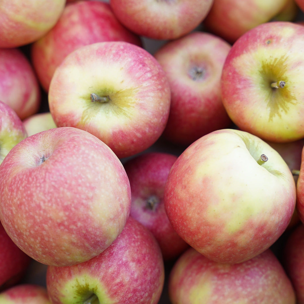 APPLE PINK LADY - CERTIFIED ORGANIC