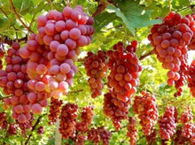 Load image into Gallery viewer, GRAPE Black Muscat *W/Seeds 500g - CERTIFIED ORGANIC
