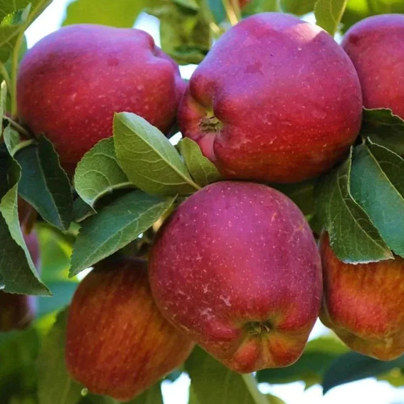 APPLE RED DELICIOUS - CERTIFIED ORGANIC