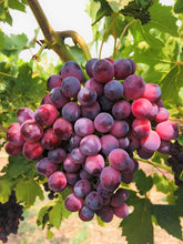 Load image into Gallery viewer, GRAPE CRIMSON *Seedless 500g - CERTIFIED ORGANIC
