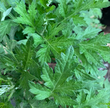 Load image into Gallery viewer, WORMWOOD *bag - ORGANIC (EDEN FARMERS)
