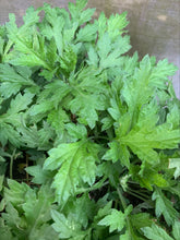 Load image into Gallery viewer, WORMWOOD *bag - ORGANIC (EDEN FARMERS)

