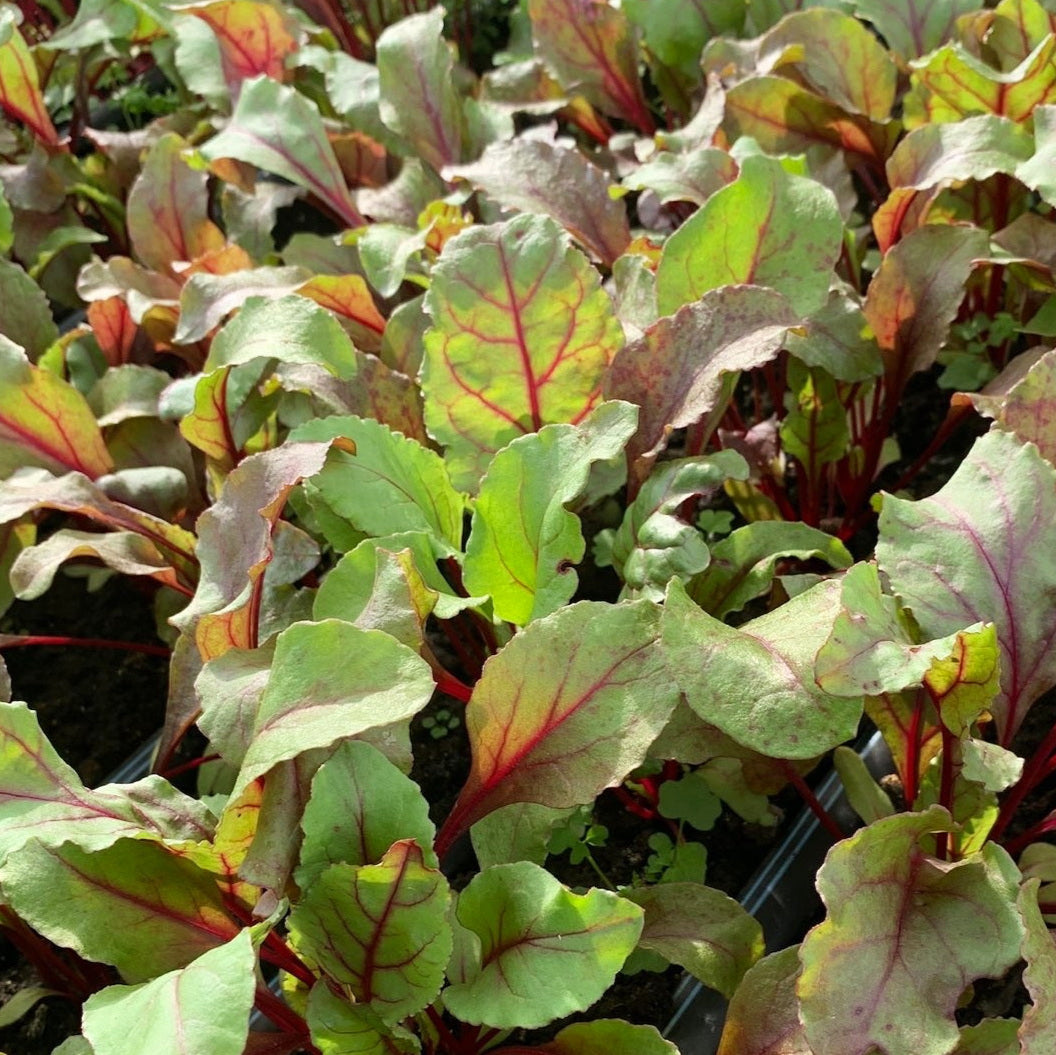 BEETROOT LEAVES *bag