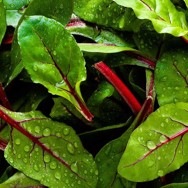 BABY BEETROOT LEAVES *bag - ORGANIC (EDEN FARMERS)