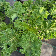 將圖片載入圖庫檢視器 KALE Curly *bunch - CERTIFIED ORGANIC
