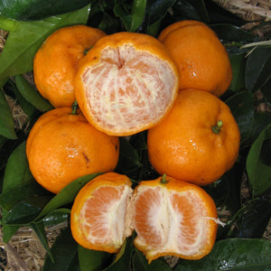 MANDARIN IMPERIAL - CERTIFIED ORGANIC (LOCAL BAUPLE)