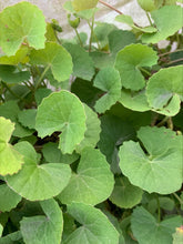Load image into Gallery viewer, GOTU KOLA *bag - ORGANIC (EDEN FARMERS)
