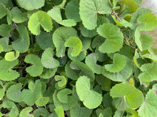 Load image into Gallery viewer, GOTU KOLA *bag - ORGANIC (EDEN FARMERS)
