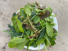 Load image into Gallery viewer, SALAD MIXED *bag - ORGANIC (EDEN FARMERS)
