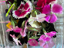 將圖片載入圖庫檢視器 FLOWERS DENTHUS *bunch - ORGANIC (EDEN FARMERS)
