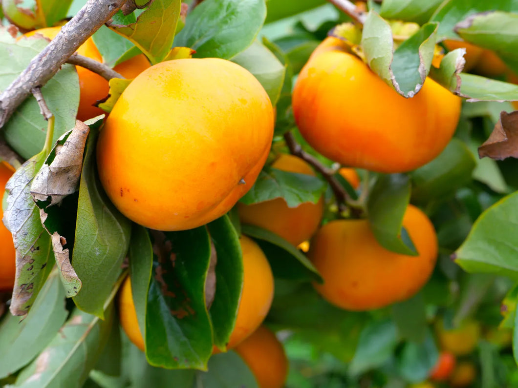PERSIMMON *1kg *2nd grade - CERTIFIED ORGANIC (HAPPY FARMERS)