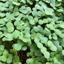 Load image into Gallery viewer, Microgreen KALE - ORGANIC (EDEN FARMERS)
