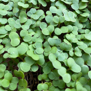 Microgreen KALE - ORGANIC (EDEN FARMERS)