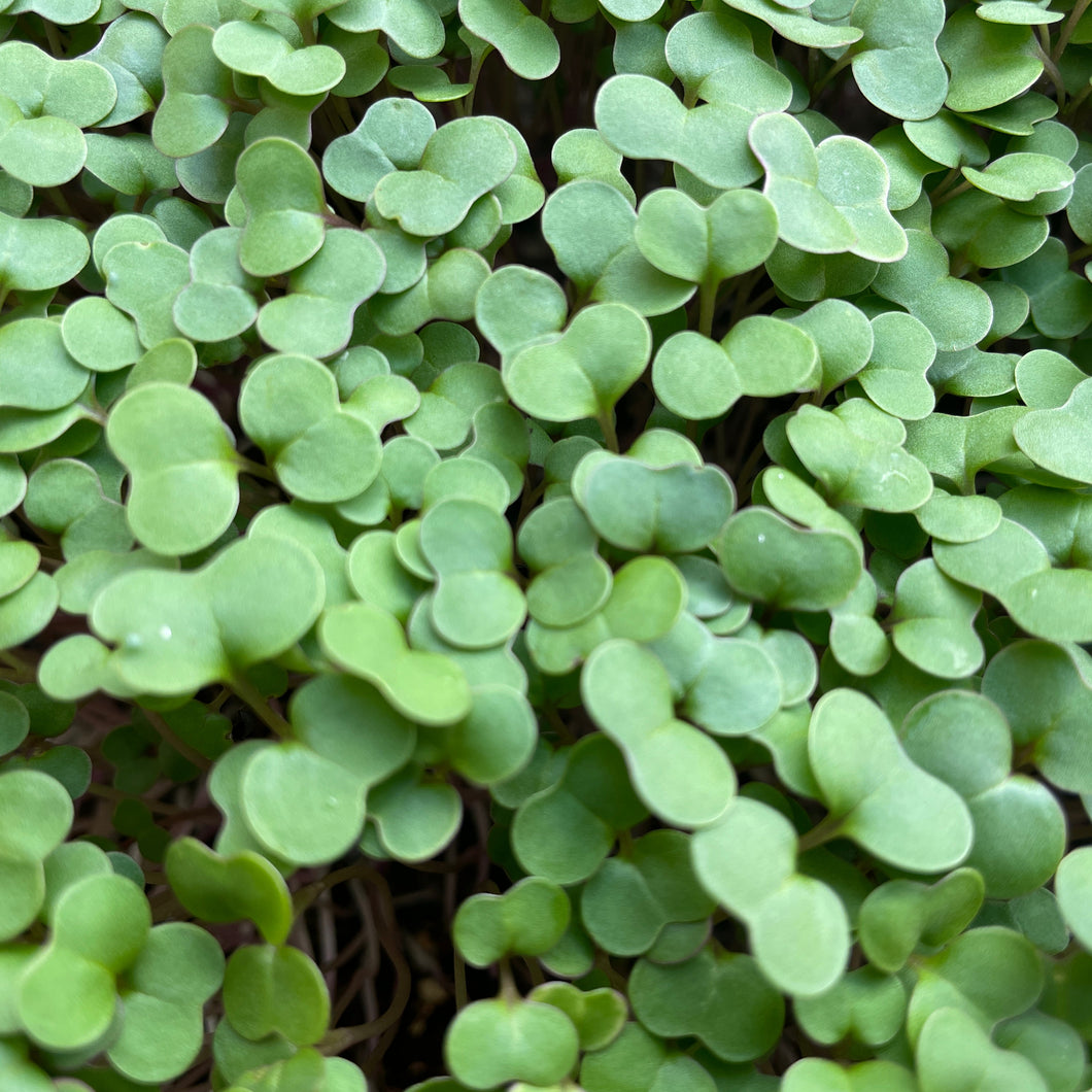 Microgreen KALE - ORGANIC (EDEN FARMERS)