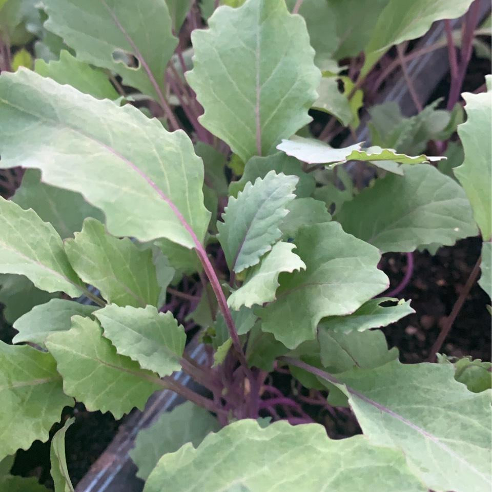 BABY KALE Purple  *bag - ORGANIC (EDEN FARMERS)