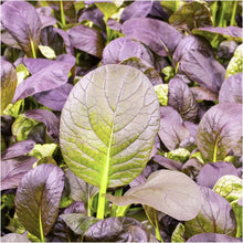 Load image into Gallery viewer, JAPANESE KOMATSUNA SPINACH Purple - ORGANIC (EDEN FARMERS)
