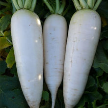 Load image into Gallery viewer, RADISH LO BOK *1kg - ORGANIC (EDEN FARMERS)

