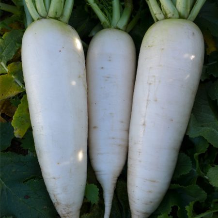 RADISH LO BOK *1kg - ORGANIC (EDEN FARMERS)