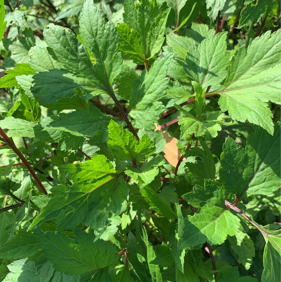 MUGWORT *bag - ORGANIC (EDEN FARMERS)