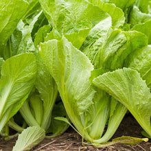 Load image into Gallery viewer, MUSTARD Geens *bag  - ORGANIC (EDEN FARMERS)
