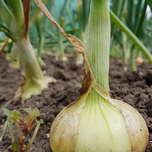 將圖片載入圖庫檢視器 BABY ONION with top *bunch - ORGANIC (EDEN FARMERS)

