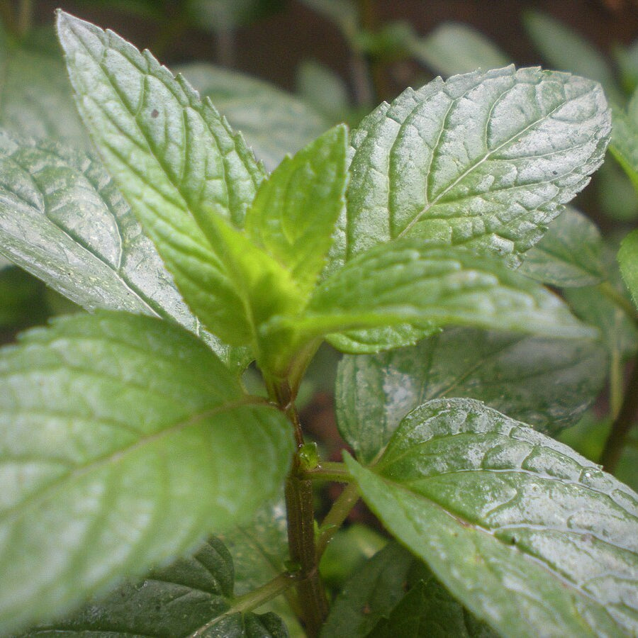 HERBS PEPPERMINT - ORGANIC (EDEN FARMERS)