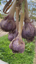 Load and play video in Gallery viewer, GARLIC AUSSIE PURPLE *Clove *100g - CERTIFIED ORGANIC (HAPPY FARMERS)
