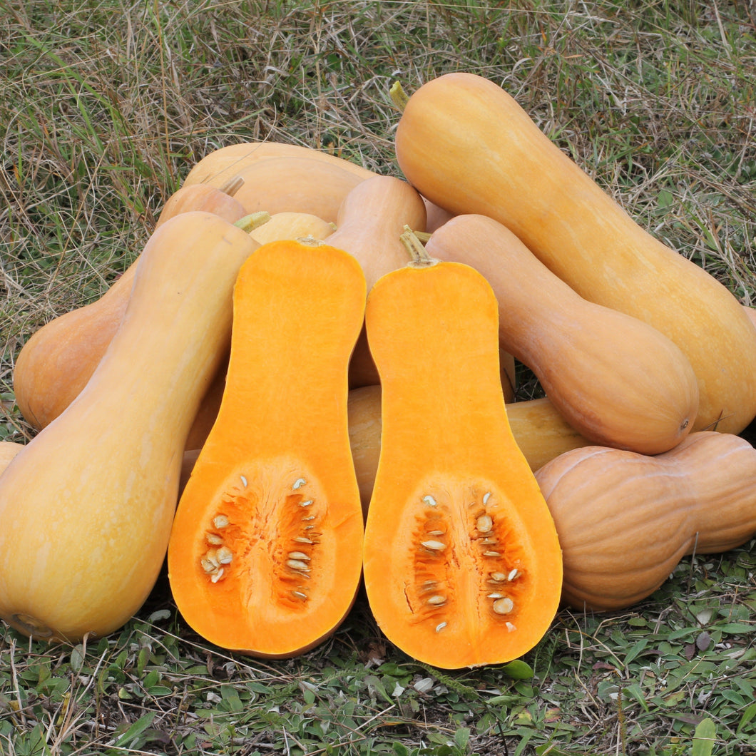 PUMPKIN BUTTERNUT *each - CERTIFIED ORGANIC (MOORLAND)