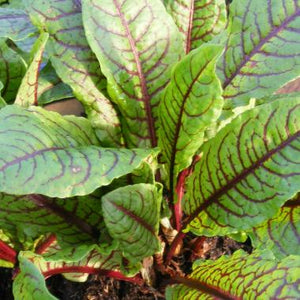 SORREL Red *bag - ORGANIC (EDEN FARMERS)
