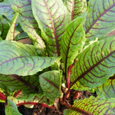 SORREL Red *bag - ORGANIC (EDEN FARMERS)