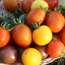 將圖片載入圖庫檢視器 TOMATO CHERRY *200g - ORGANIC (EDEN FARMERS)
