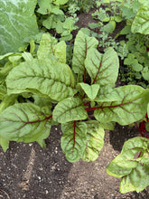Load image into Gallery viewer, BEETROOT LEAVES Medium *bunch - ORGANIC (EDEN FARMERS)

