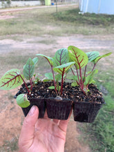 Load image into Gallery viewer, SEEDLINGS  - ORGANIC (EDEN FARMERS)
