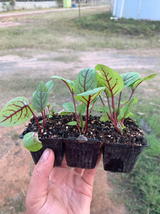 SEEDLINGS  - ORGANIC (EDEN FARMERS)