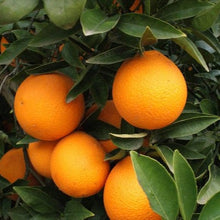Load image into Gallery viewer, ORANGE JOPPA *1kg - CERTIFIED ORGANIC (BAUPLE PETER)
