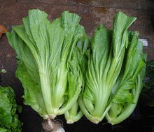 將圖片載入圖庫檢視器 MUSTARD *bag  - ORGANIC (EDEN FARMERS)
