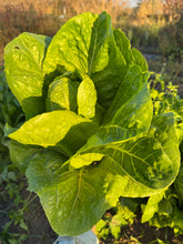 將圖片載入圖庫檢視器 COS LETTUCE *each - ORGANIC (EDEN FARMERS)
