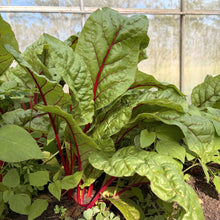 Load image into Gallery viewer, BEETROOT LEAVES Medium *bunch - ORGANIC (EDEN FARMERS)
