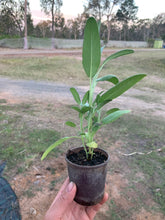 Load image into Gallery viewer, SEEDLINGS  - ORGANIC (EDEN FARMERS)
