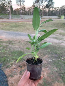 SEEDLINGS  - ORGANIC (EDEN FARMERS)
