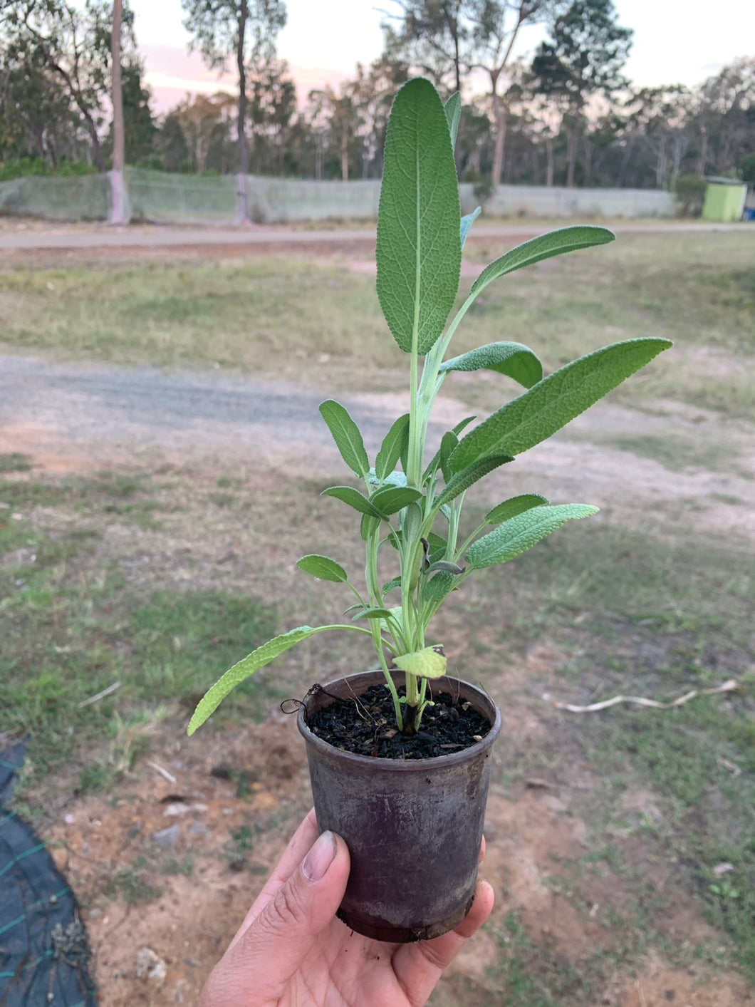 SEEDLINGS  - ORGANIC (EDEN FARMERS)