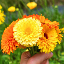 將圖片載入圖庫檢視器 FLOWERS DENTHUS *bunch - ORGANIC (EDEN FARMERS)
