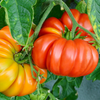 TOMATO ROUND *500g - CERTIFIED ORGANIC