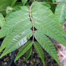TOON LEAVES *8pcs - ORGANIC (EDEN FARMERS)