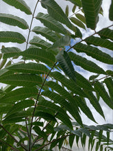 Load image into Gallery viewer, TOON LEAVES *8pcs - ORGANIC (EDEN FARMERS)
