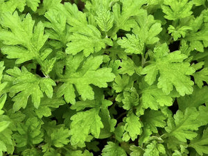 WORMWOOD *bag - ORGANIC (EDEN FARMERS)