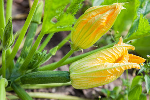 ZUCCHINI  *each large - ORGANIC (EDEN FARMERS)