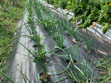 將圖片載入圖庫檢視器 BABY ONION with top *bunch - ORGANIC (EDEN FARMERS)
