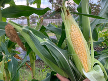 Load image into Gallery viewer, SWEET CORN *each - CERTIFIED ORGANIC
