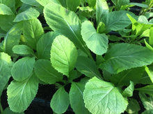 Load image into Gallery viewer, MUSTARD Geens *bag  - ORGANIC (EDEN FARMERS)
